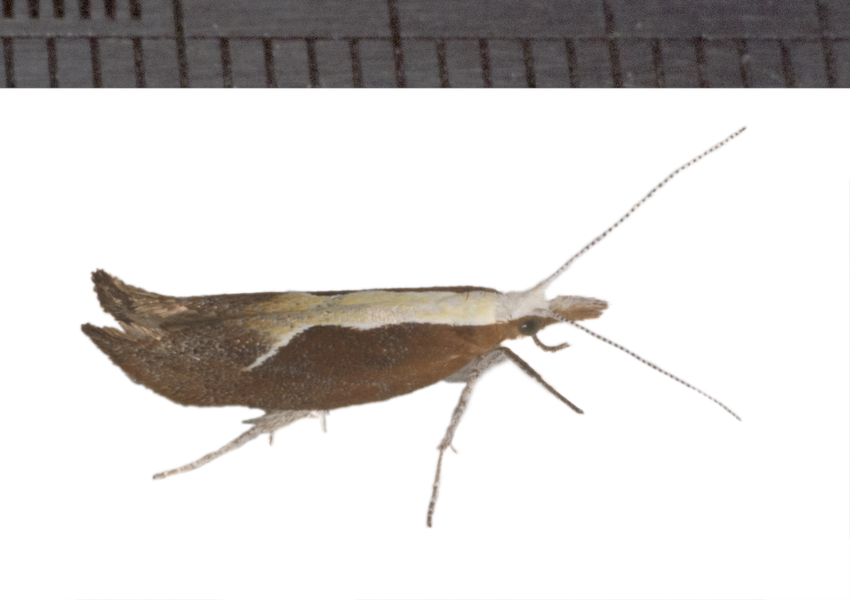 Ypsolopha7938