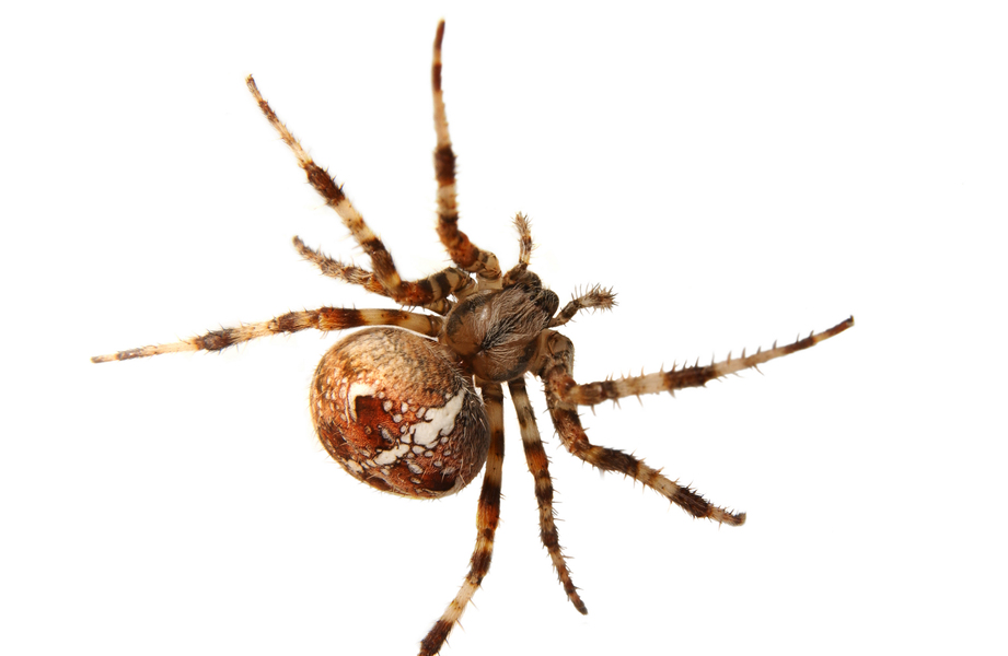 Araneus_diadematus6559