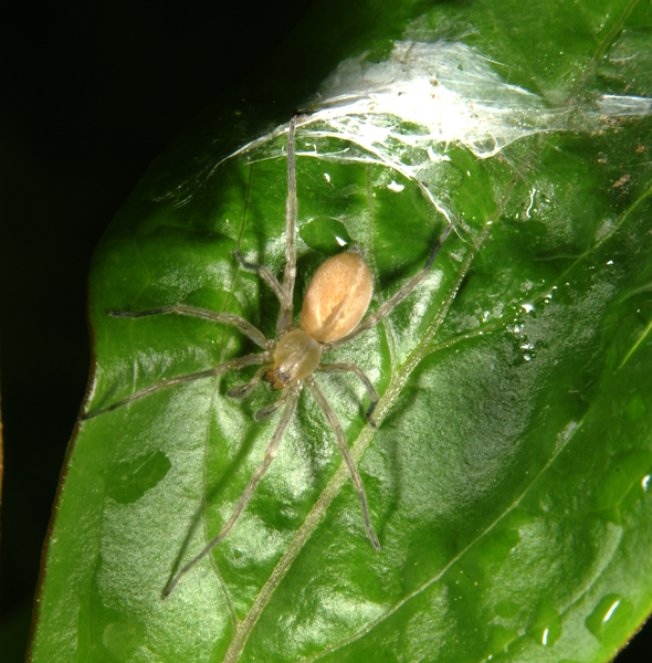 Cheiracanthium inclusum