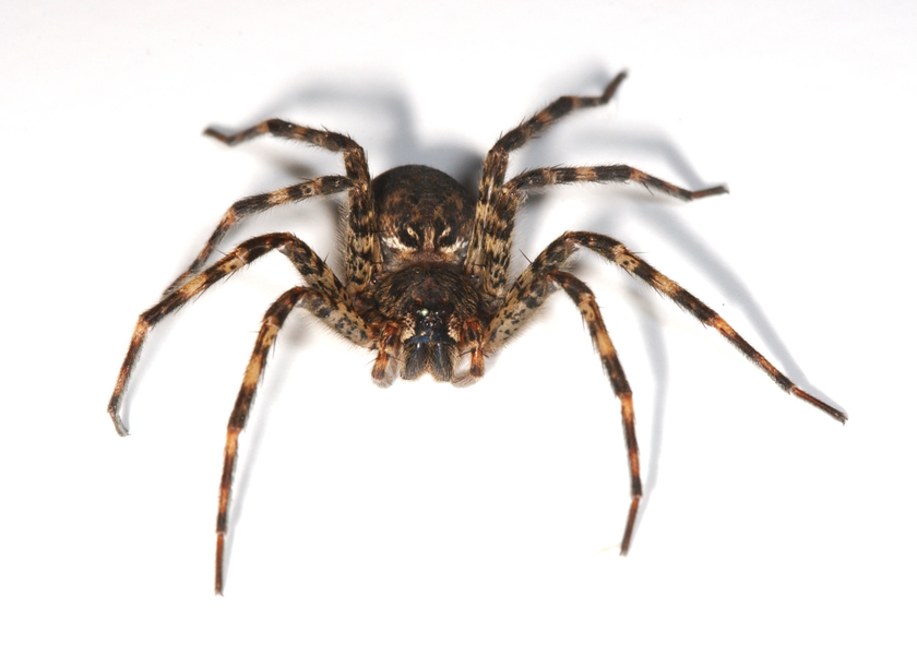 Arachnida