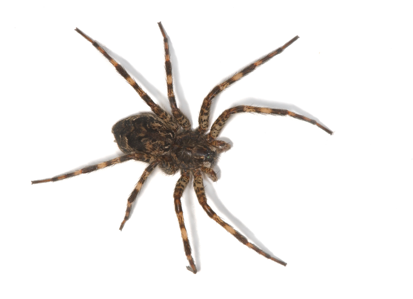 Dolomedes1913