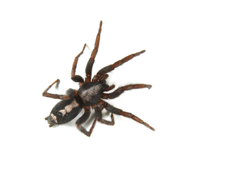 Arachnida