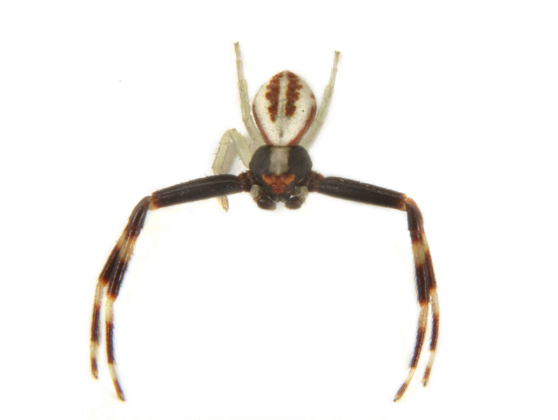 Arachnida