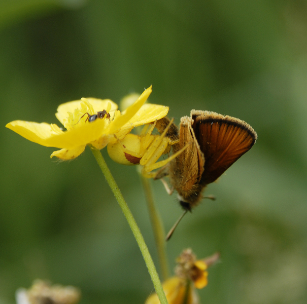 Thomisidae