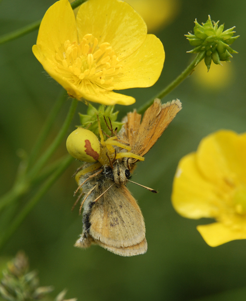 Misumena vatia