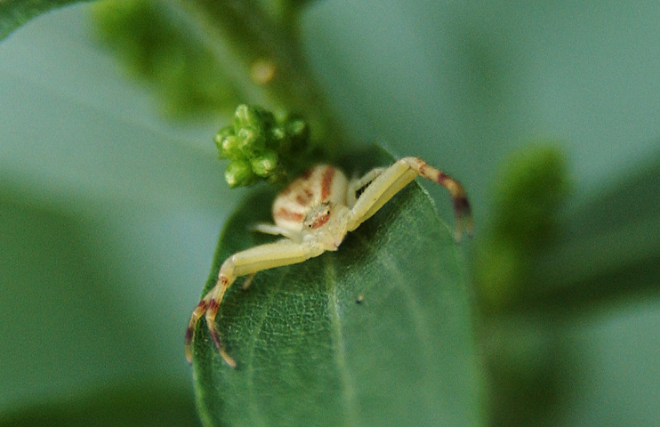 Photo of Misumenoides formosipes