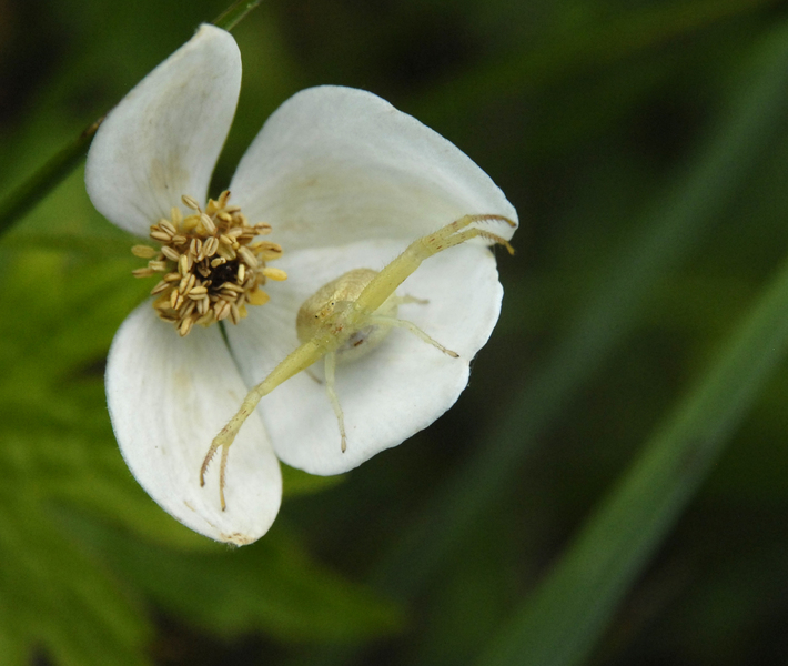 Arachnida