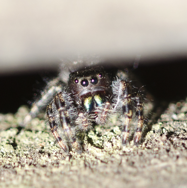 Phidippus regius