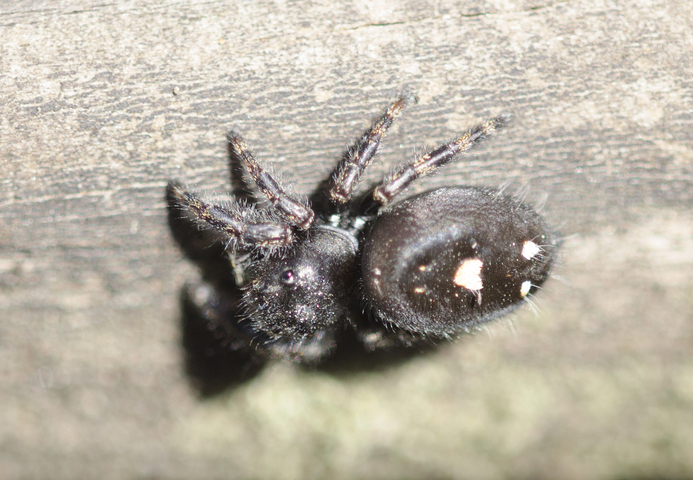 Photo of Phidippus regius