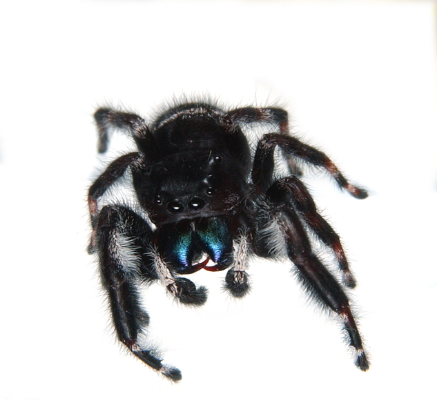 Phidippus