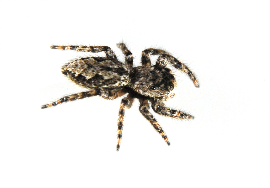 Chelicerata