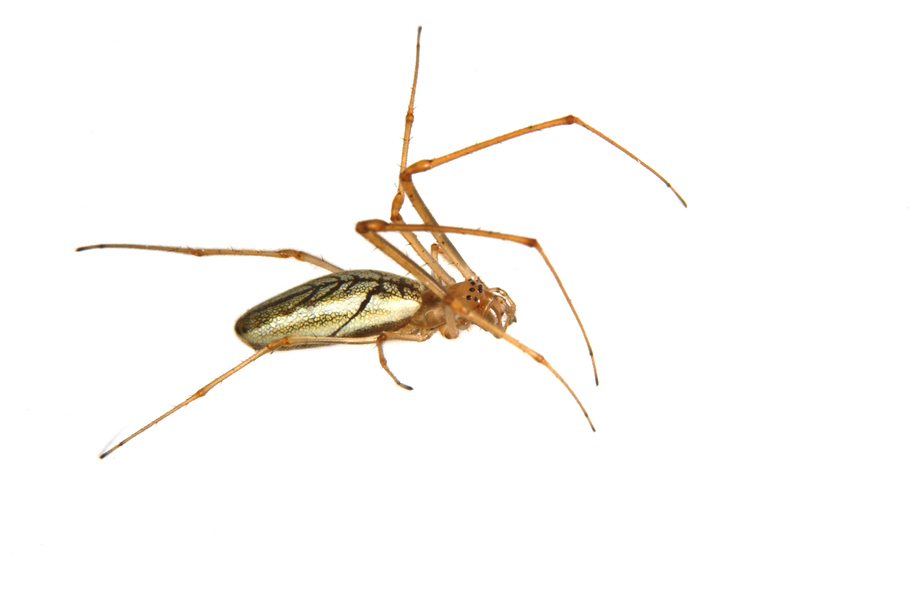 Tetragnatha_laboriosa4638