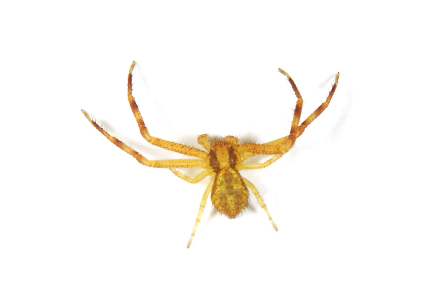 Arachnida