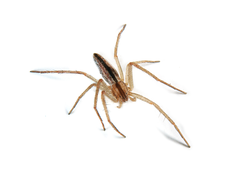 Philodromidae