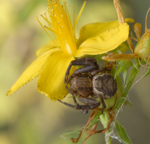 Arachnida