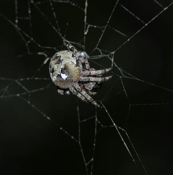 Arachnida