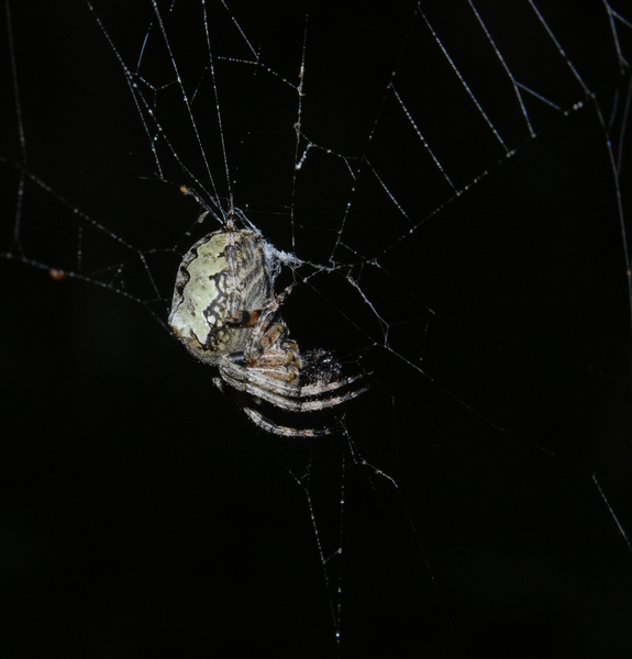 Araneus bicentenarius