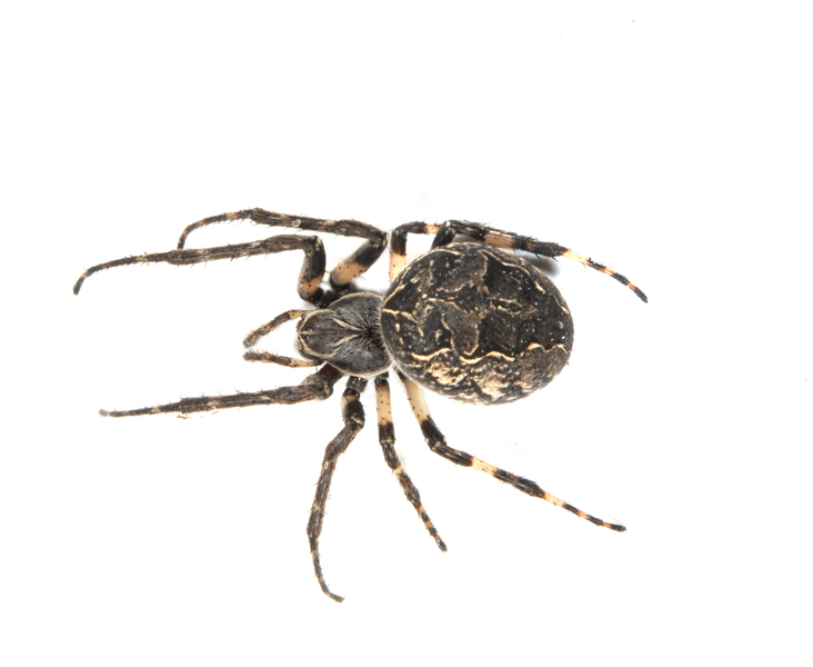 Arachnida