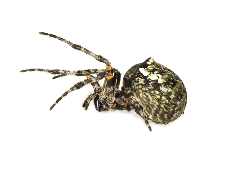 Araneus