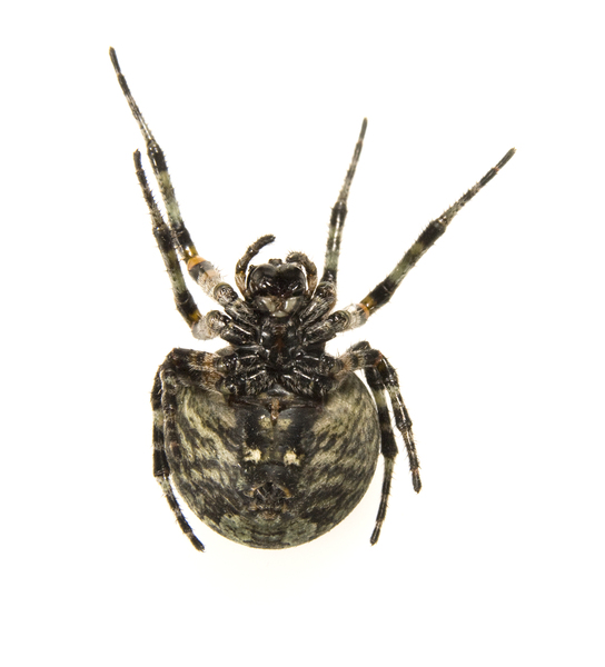 araneus9313