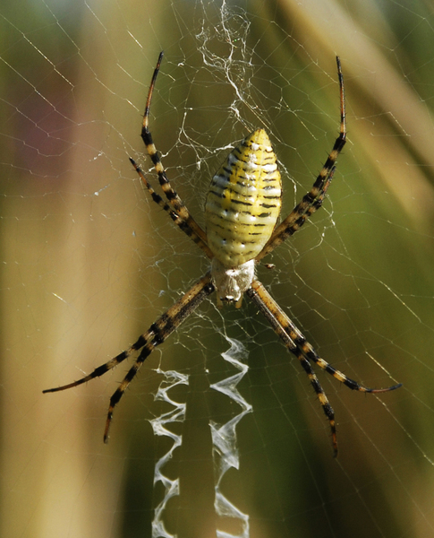 Argiope trifasciata