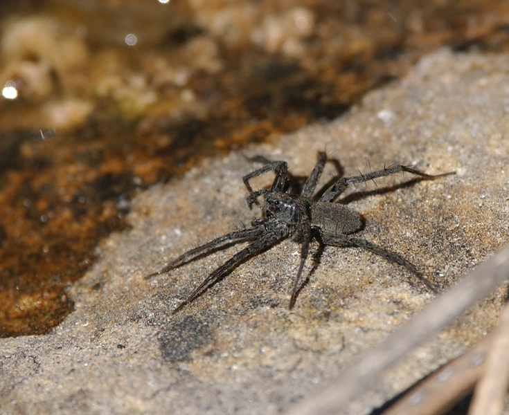 Arachnida