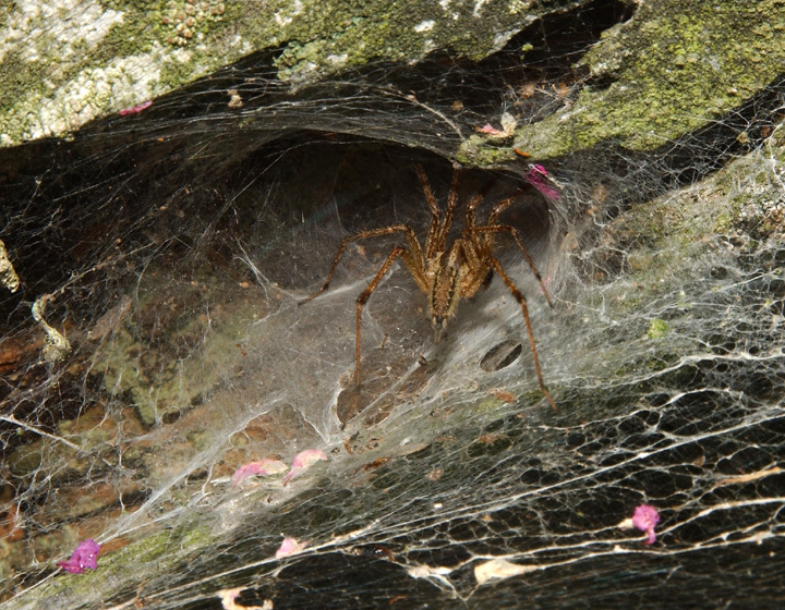 Arachnida