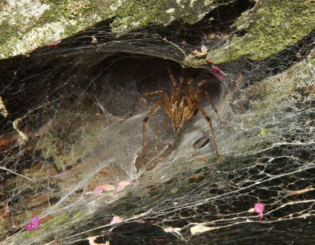 Photo of Agelenopsis pennsylvanica