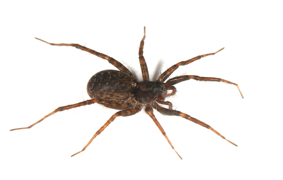 Arachnida