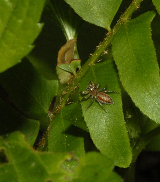 salticid0007