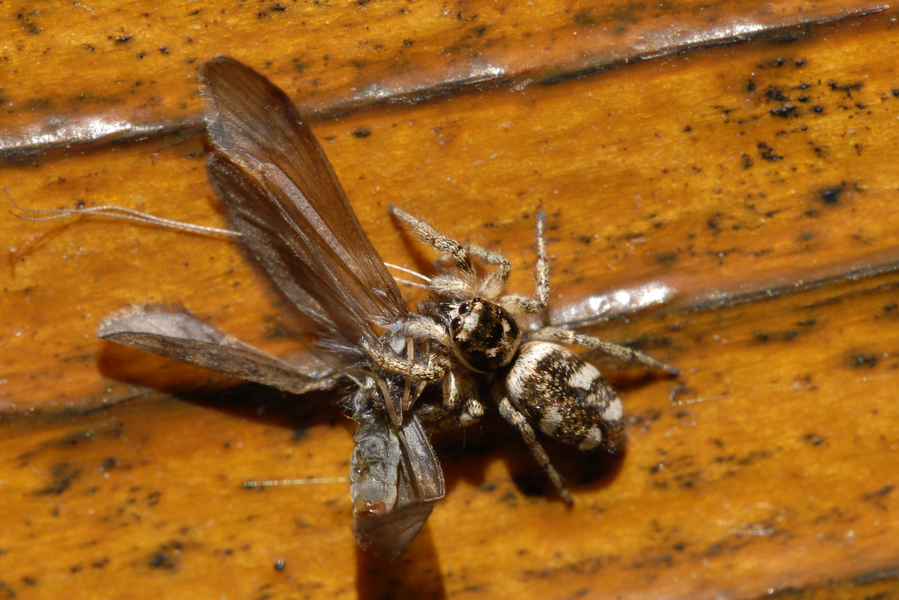 Salticus scenicus