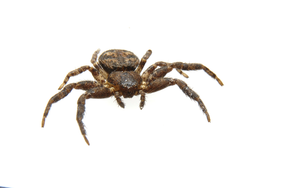 Thomisidae