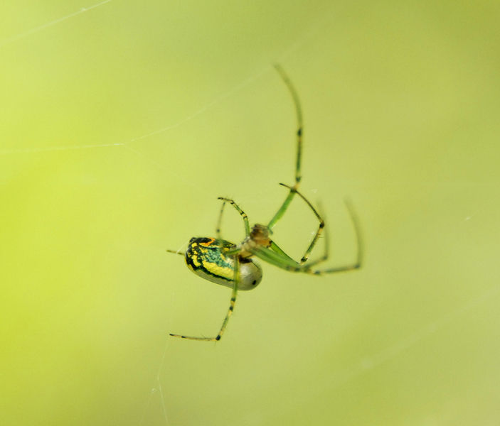 Tetragnathidae