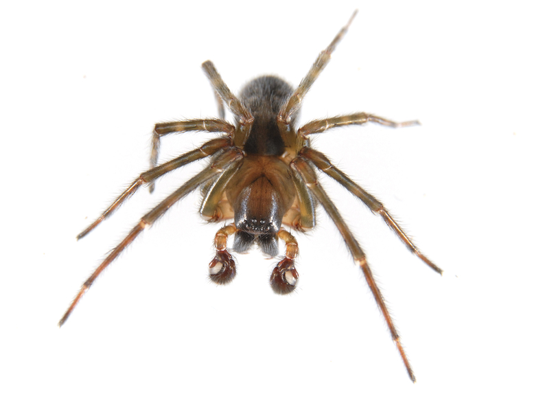 Arachnida