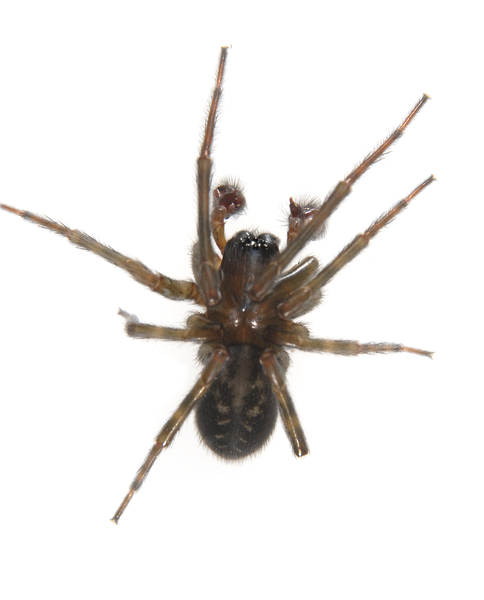 Arachnida