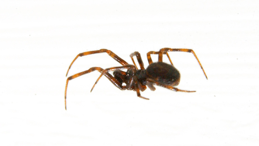 Photo of Theridiidae