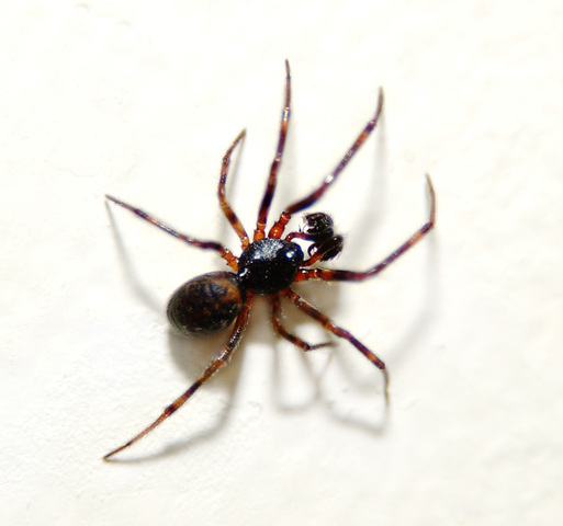 Photo of Theridiidae