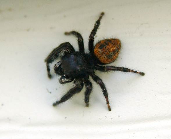 Photo of Phidippus