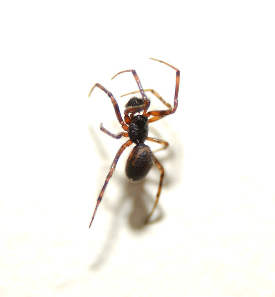 Arachnida