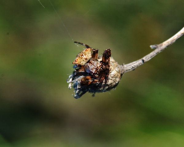 Photo of Araneidae