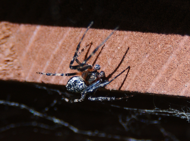 Photo of Araneidae