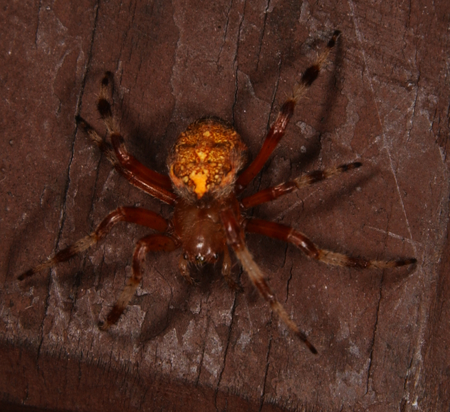 Araneidae