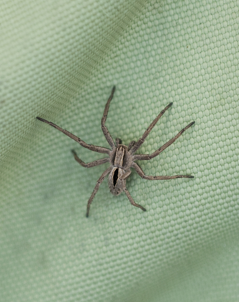 Arachnida