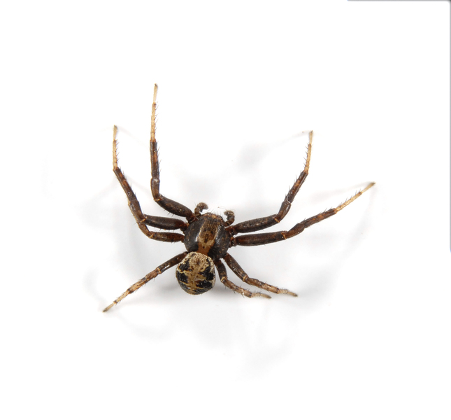 spider3517