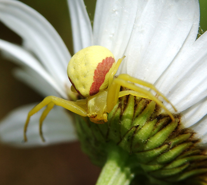 Thomisidae