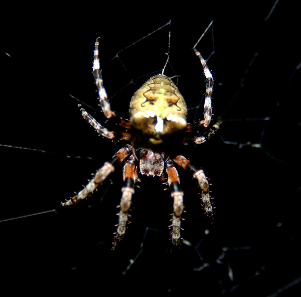 Araneidae