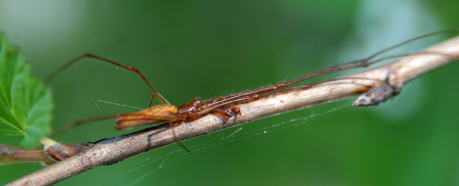 Tetragnatha