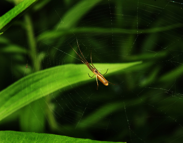 Photo of Tetragnatha