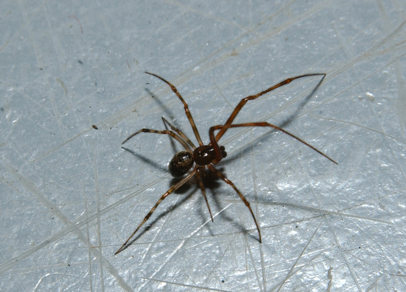 spider4966