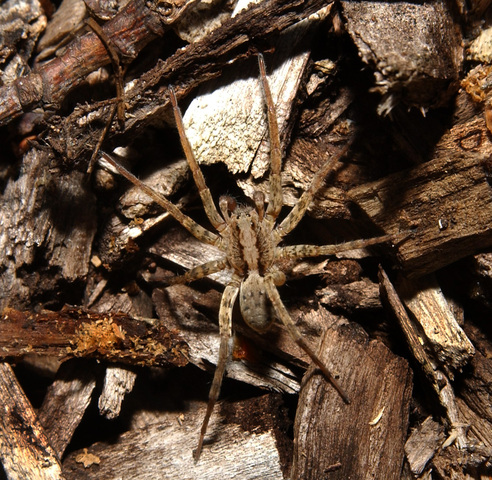 Photo of Lycosidae